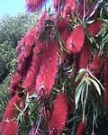 pic for BottleBrush