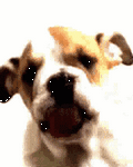 pic for Bulldog