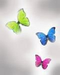 pic for Butterflies