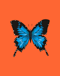 pic for Butterfly