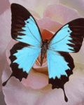 pic for Butterfly