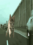 pic for CAT