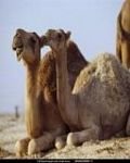 pic for Camel