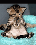 pic for Cat