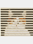 pic for Cat