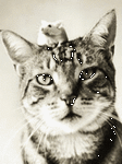 pic for Cats