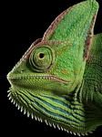 pic for Chameleon