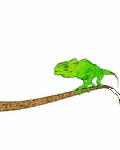 pic for Chameleon