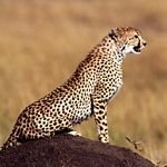 pic for Cheetah