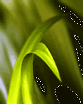 pic for DEW