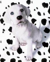 pic for Dalmata