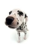pic for Dalmation