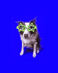 pic for DiscoDog