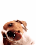 pic for DogLickingScreen