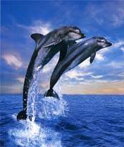 pic for Dolphins