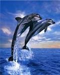 pic for Dolphins