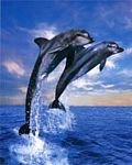 pic for Dolphins