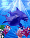 pic for Dolphins