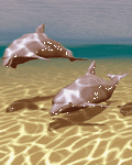 pic for Dolphins