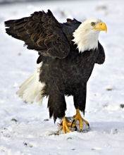 pic for Eagle
