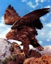 pic for Eagle