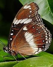 pic for Eggfly