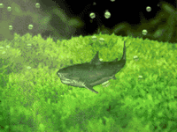 pic for FISH