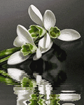 pic for FLOWER
