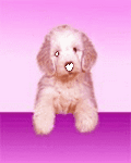 pic for Fifi