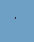 pic for Fish