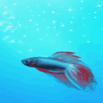 pic for Fish