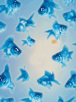 pic for Fishes