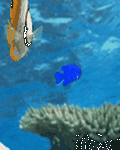 pic for Fishes