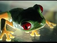 pic for Frog