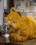 pic for Garfield