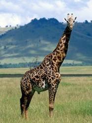 pic for Giraffe