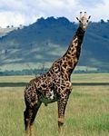 pic for Giraffe