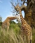 pic for Giraffes