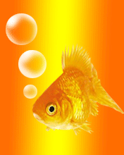 pic for GoldFish