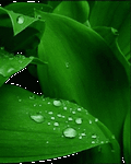 pic for Green