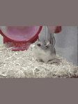 pic for HAMSTER