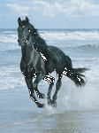 pic for Horses