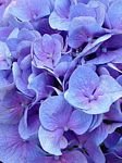 pic for Hydrangeas