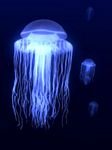 pic for JELLYFISH