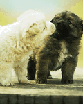 pic for Kiss