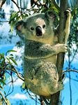 pic for Koala
