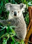 pic for Koala