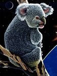 pic for Koala