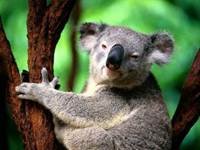 pic for Koala.