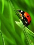 pic for Ladybug